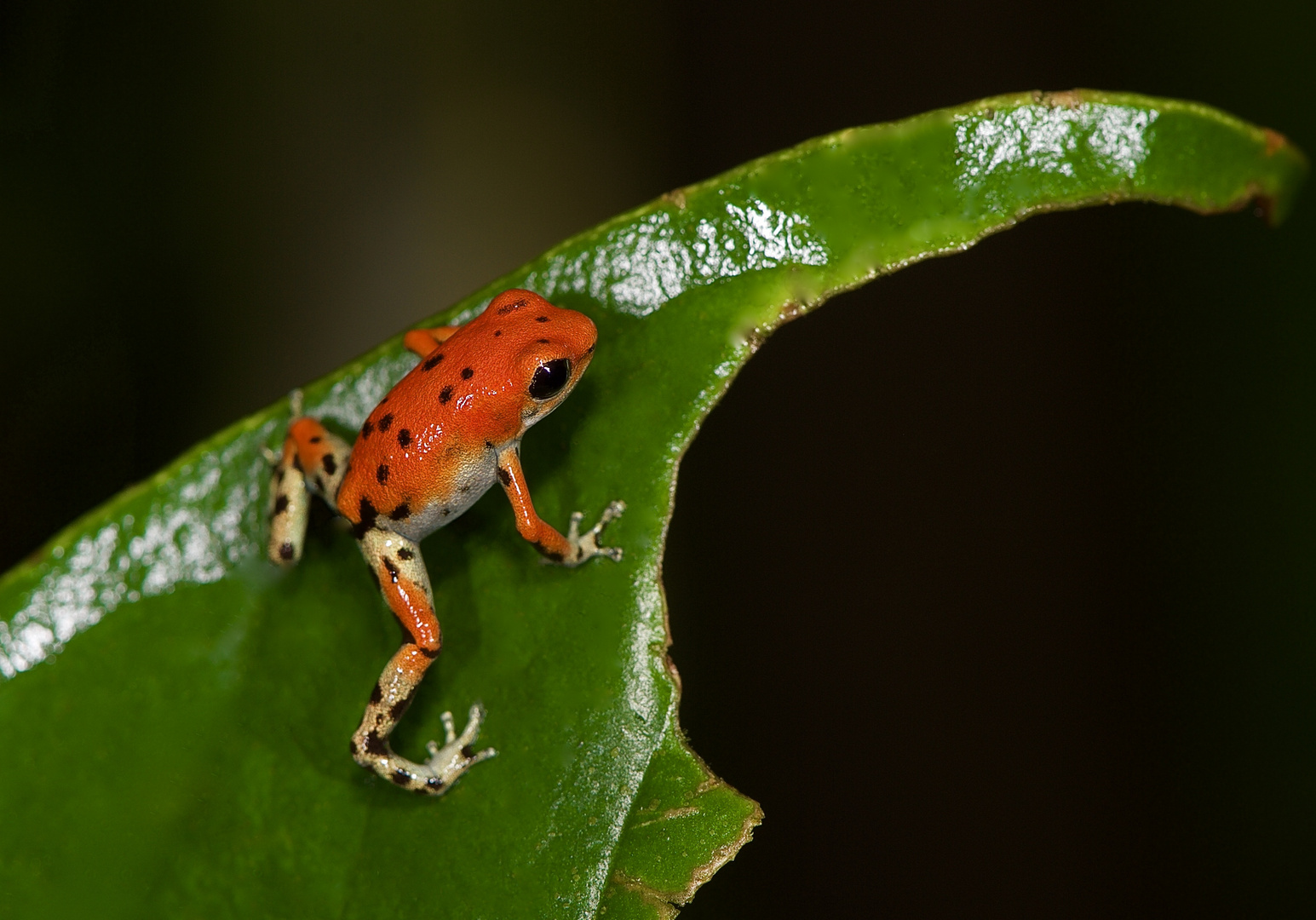 Pfeilgiftfrosch aus dem Tieflandregenwald von Panama