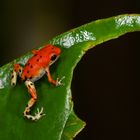 Pfeilgiftfrosch aus dem Tieflandregenwald von Panama