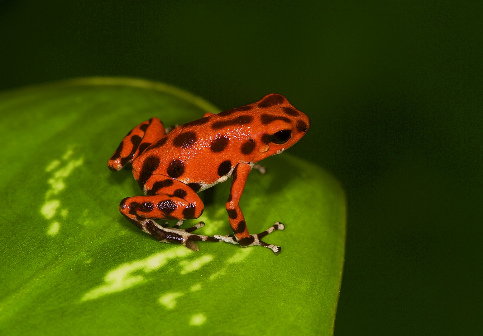 Pfeilgiftfrosch aus dem Tieflandregenwald von PanamaHelmuth, Panama - 1 (2)