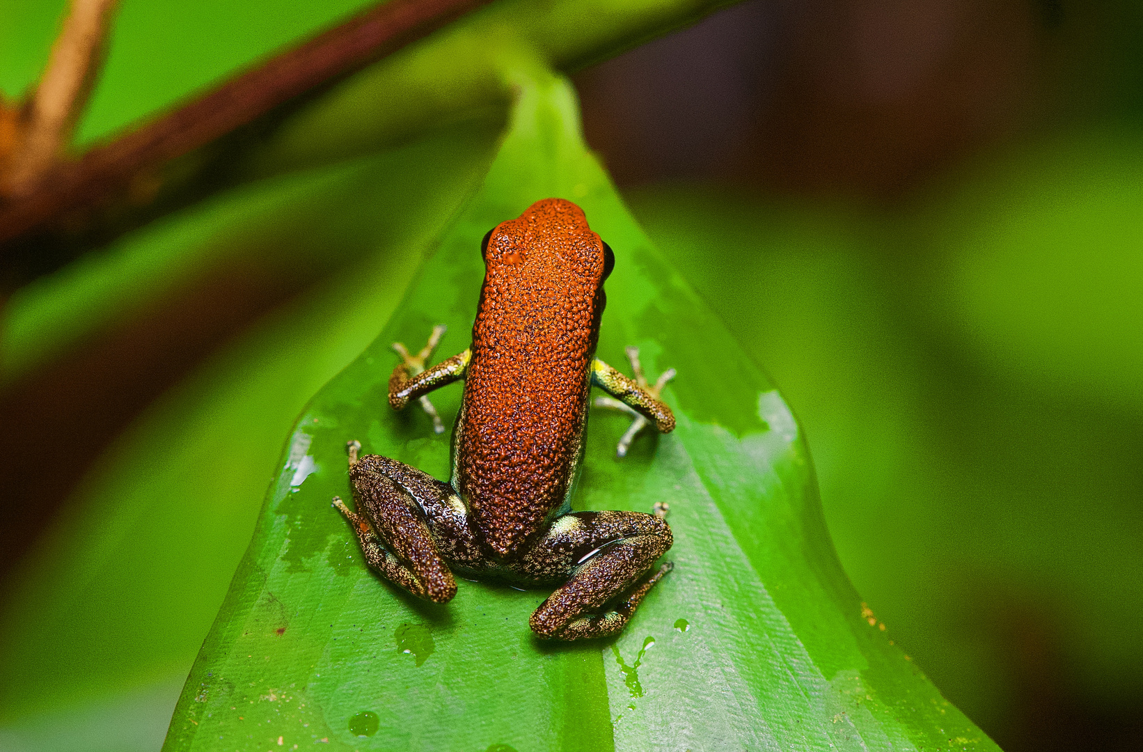 Pfeilgiftfrosch aus dem Tieflandregenwald von Peru