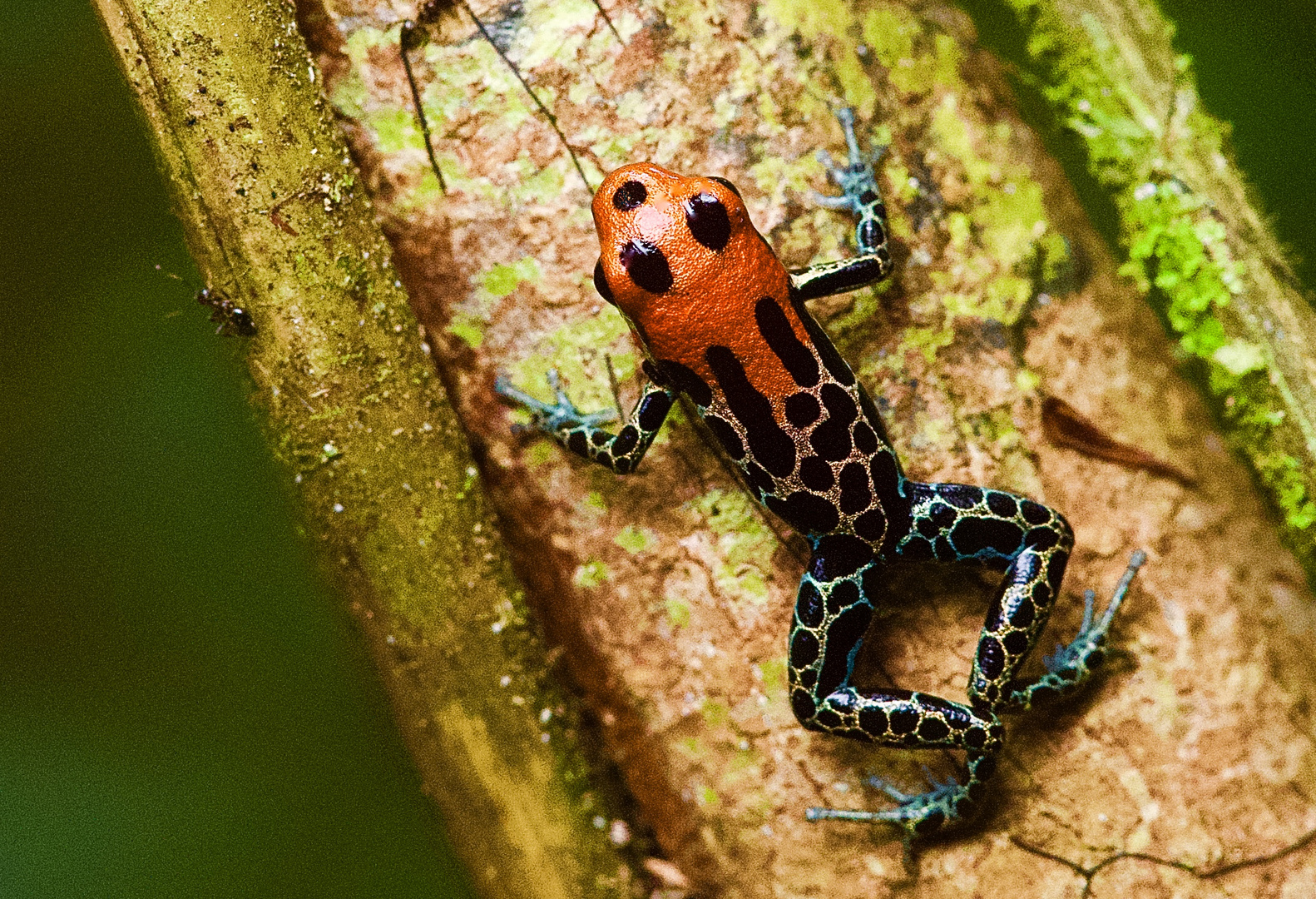 Pfeilgiftfrosch aus dem Tieflandregenwald von Peru