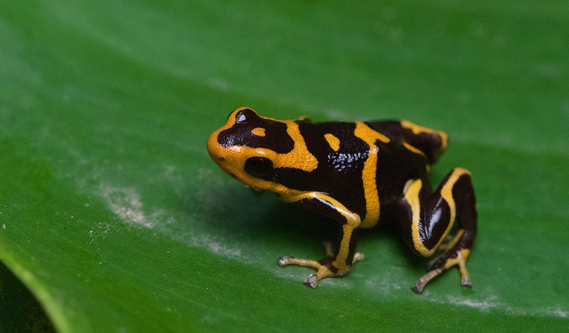 Pfeilgiftfrosch aus Peru