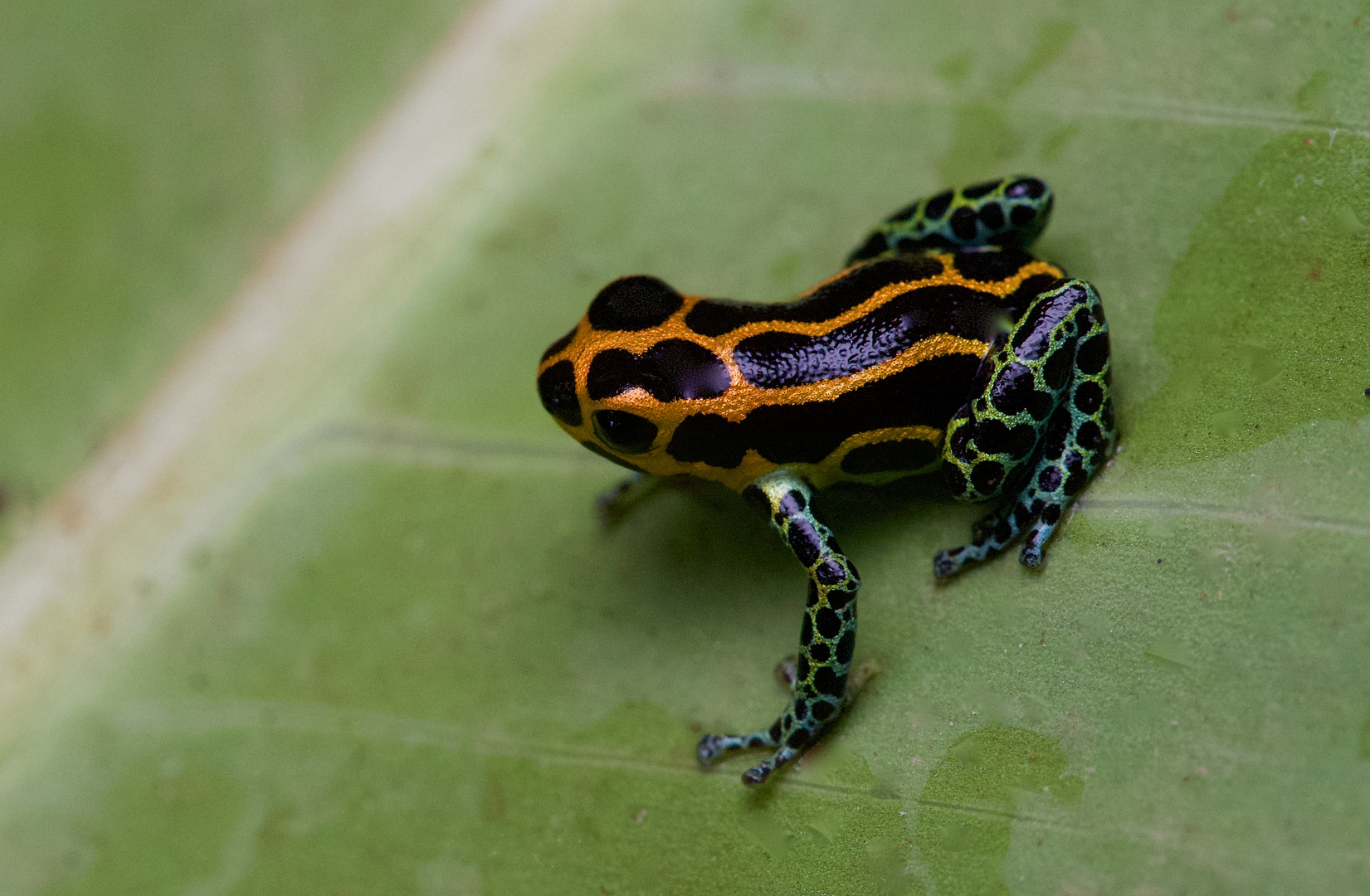 Pfeilgiftfrosch aus Peru