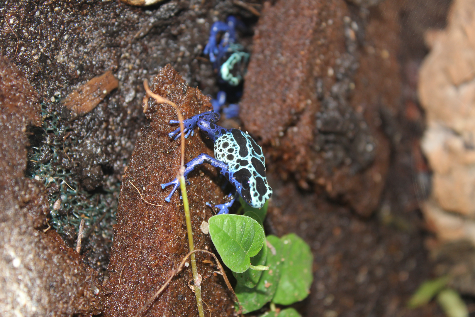 Pfeilgiftfrosch bei Zoo Zajac