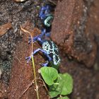 Pfeilgiftfrosch bei Zoo Zajac