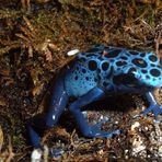 Pfeilgiftfrosch Dendrobatus Tinctorius Azureus