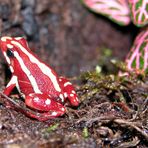 Pfeilgiftfrosch epipedobatus tricolor