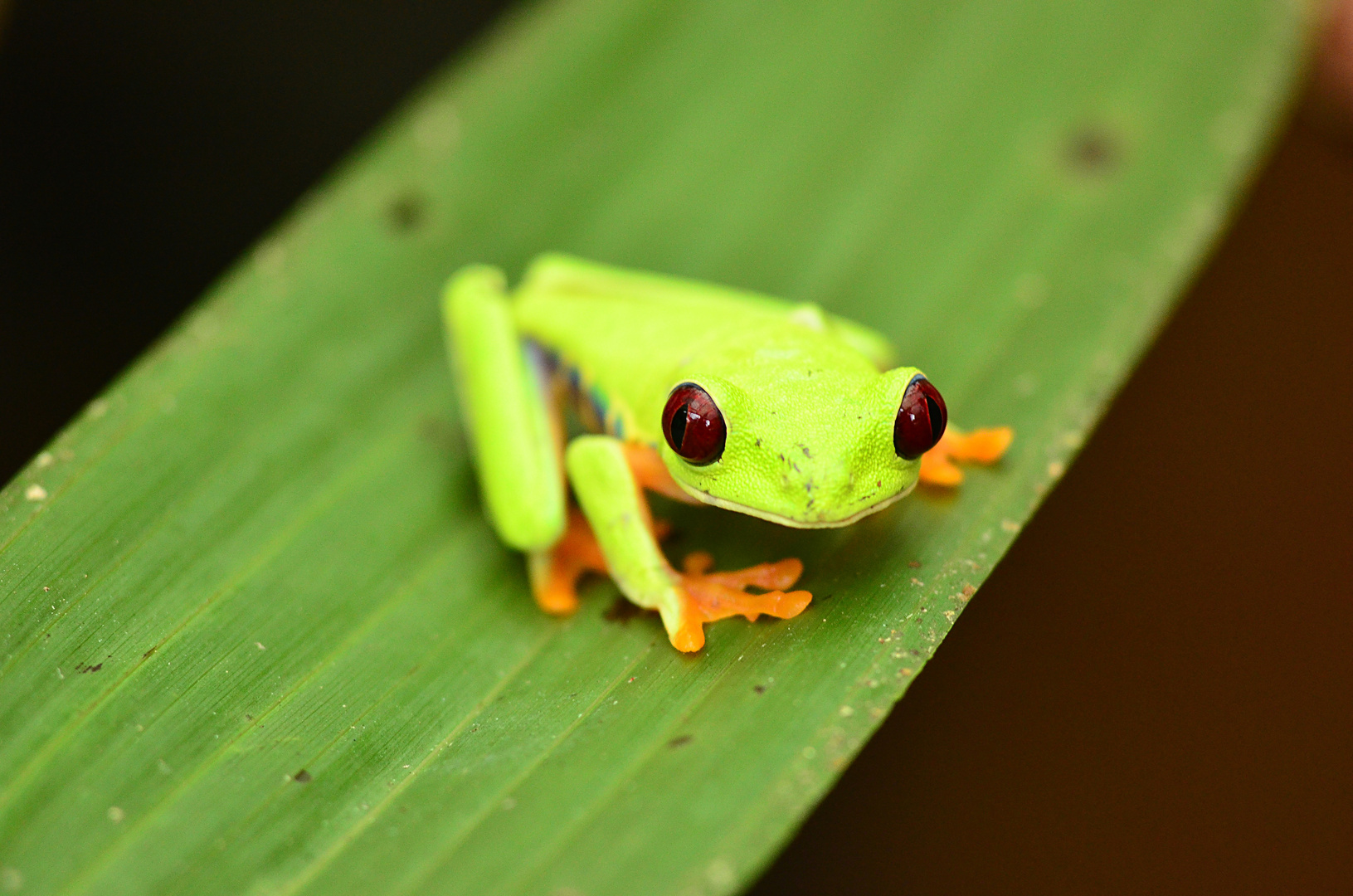 Pfeilgiftfrosch in Costa Rica