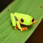 Pfeilgiftfrosch in Costa Rica