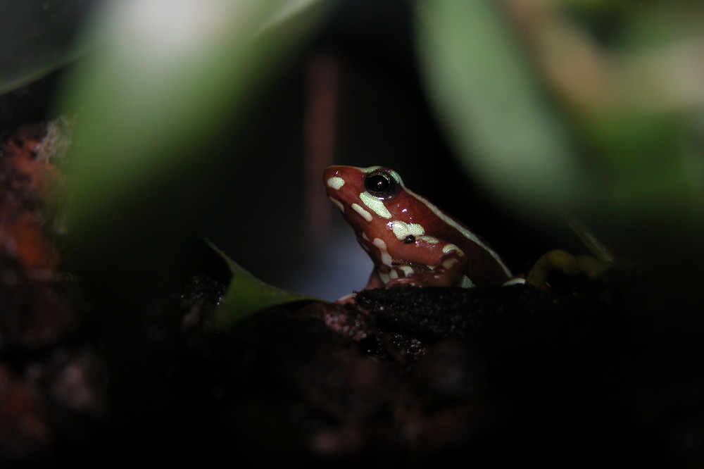 Pfeilgiftfrosch in der Abendsonne - Epipedobatus tricolor