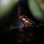 Pfeilgiftfrosch in der Abendsonne - Epipedobatus tricolor