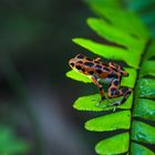 Pfeilgiftfrosch "Oophaga pumilio" Var. "Bastimentos"