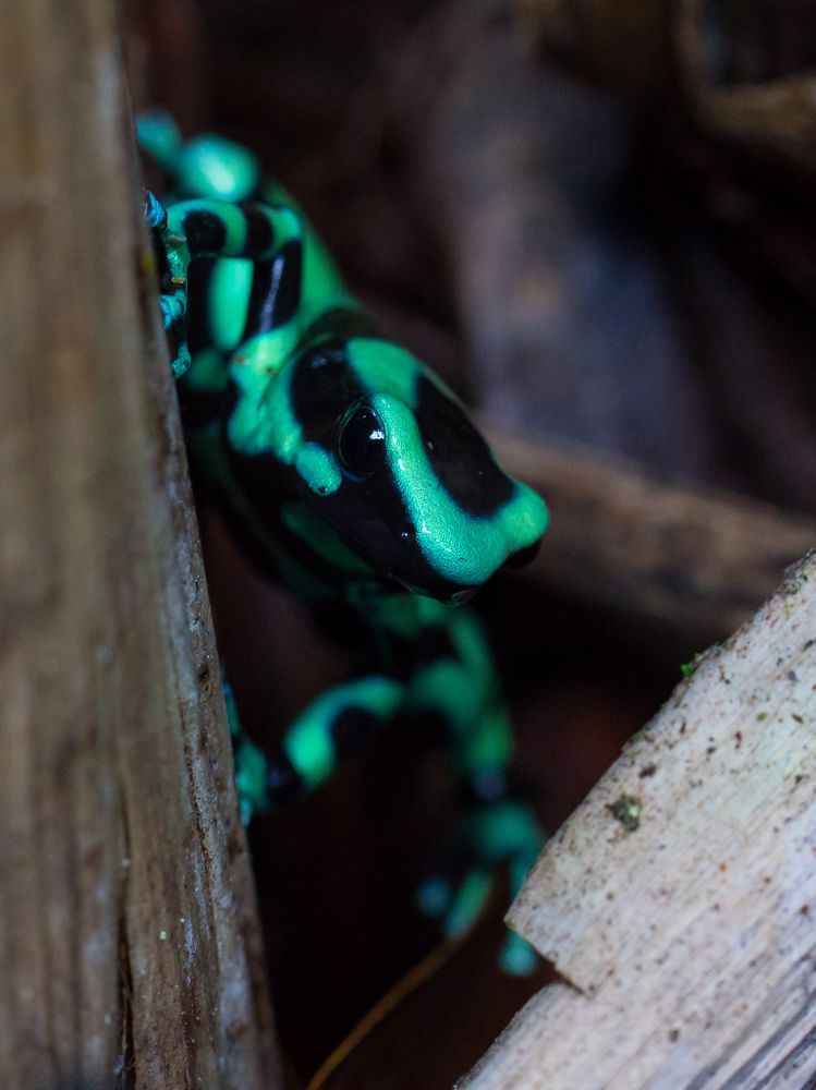 Pfeilgiftfrosch, Puerto Viejo, Costa Rica