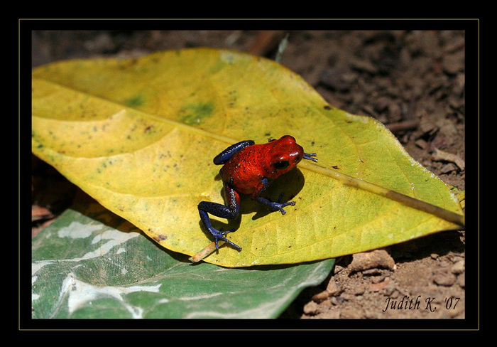 Pfeilgiftfrosch (rana venenosa)