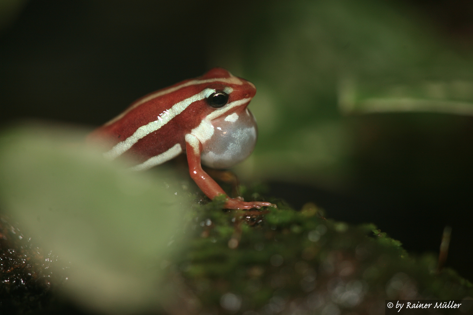 Pfeilgiftfrosch ruft Weibchen