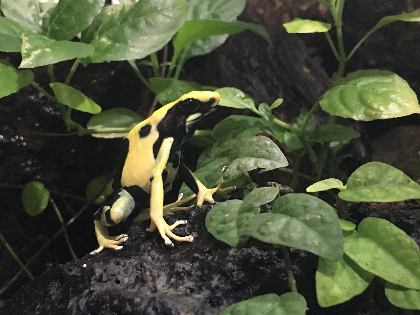 Pfeilgiftfrosch, Zoo Zürich 