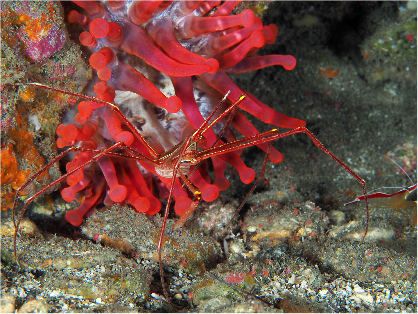 Pfeilkrabbe vor Keulenanemone