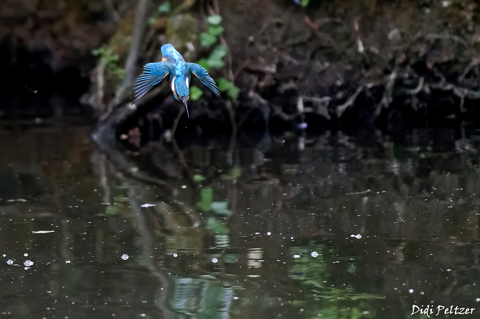 Pfeilschnell stürzt sich der Eisvogel ins Wasser ...