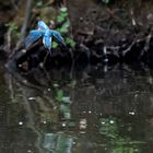 Pfeilschnell stürzt sich der Eisvogel ins Wasser ...