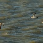 Pfeilschnelle Tiefflieger über der Nordsee - ein Dreier-Trupp Regenbrachvögel 