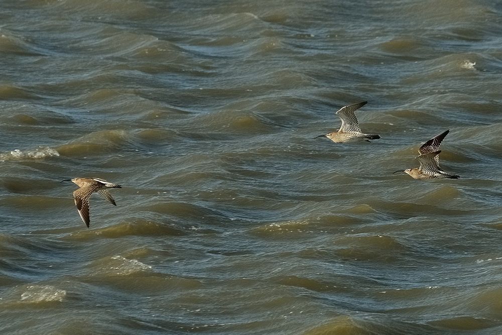 Pfeilschnelle Tiefflieger über der Nordsee - ein Dreier-Trupp Regenbrachvögel 