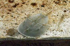Pfeilschwanzkrebse (Limulus polyphemus) im Aquarium