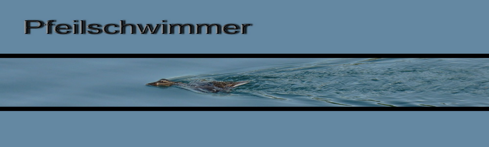 Pfeilschwimmer