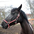 Pferd -2- Portrait
