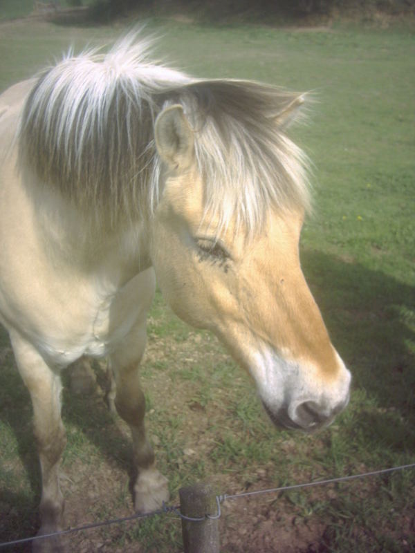 Pferd 2006