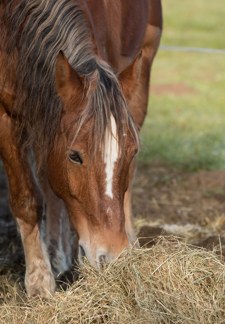 Pferd