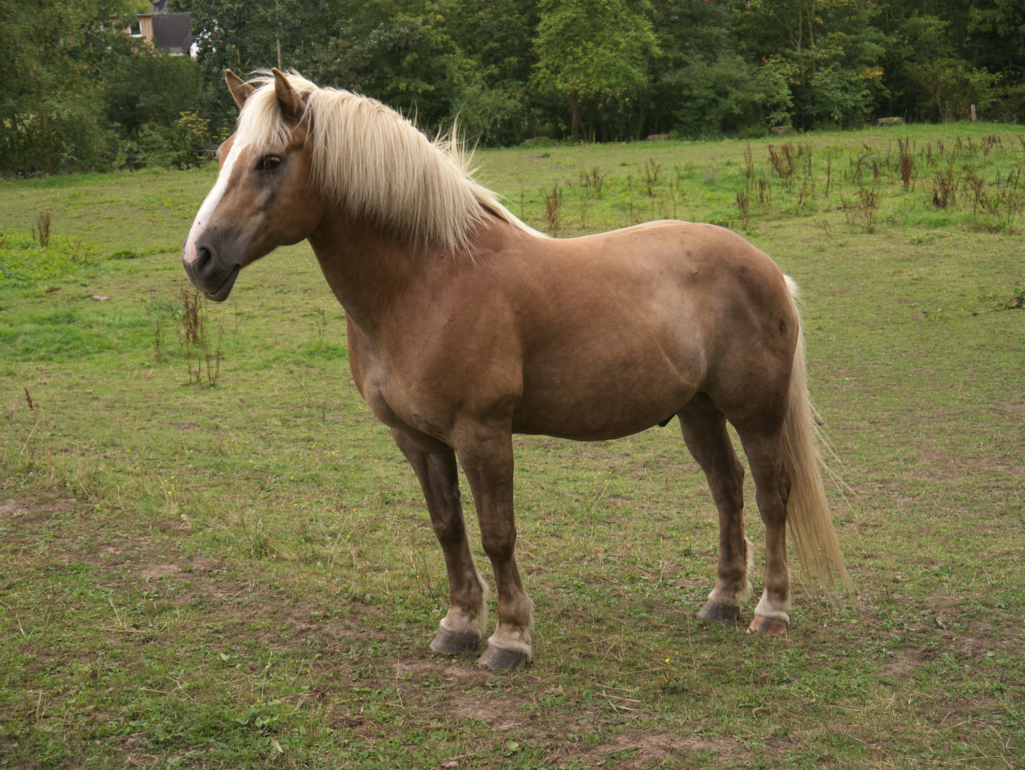 Pferd Foto & Bild | tiere, haustiere, pferde, esel, maultiere Bilder
