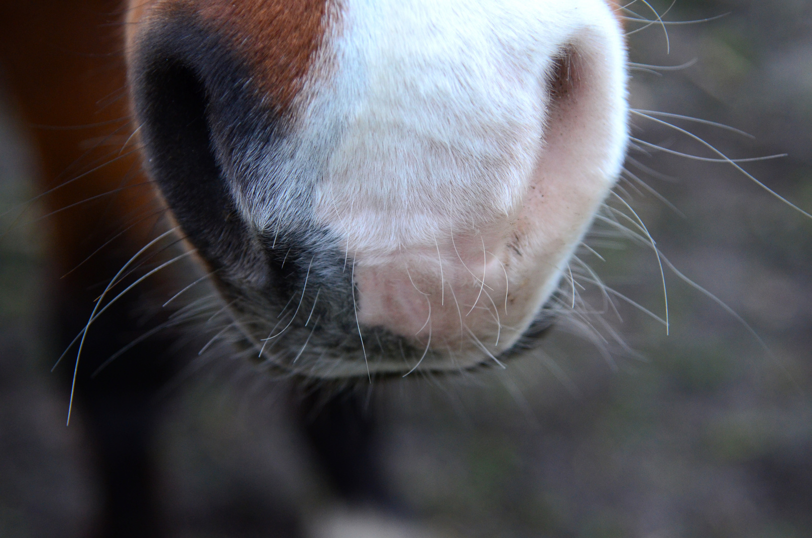 Pferd als Freund