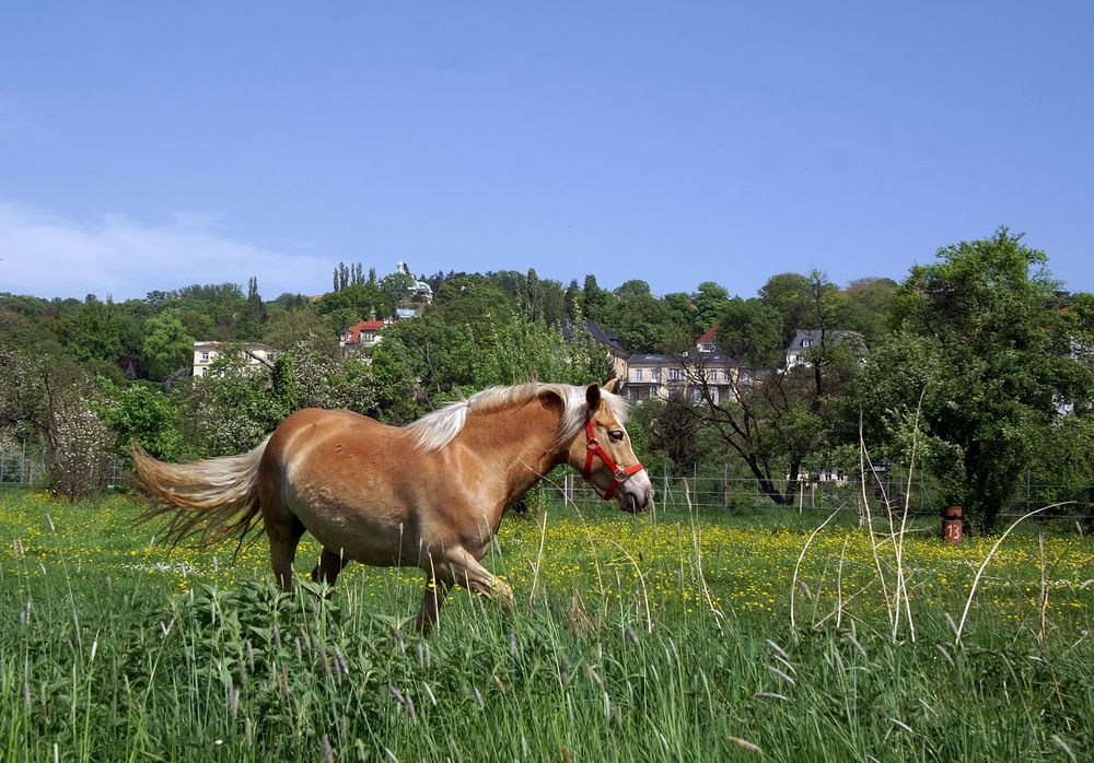 Pferd am Elbufer