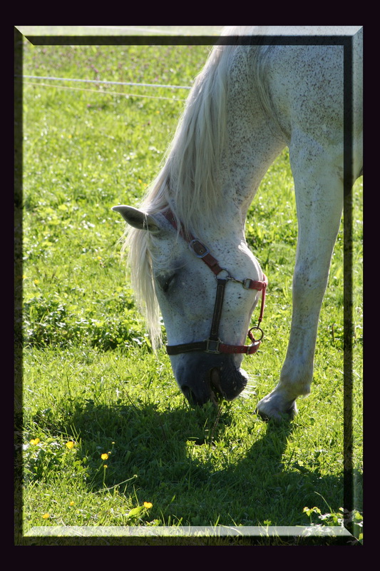 Pferd am grasen