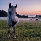 Pferd am Herbstabend