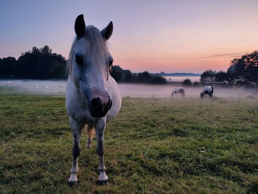 Pferd am Herbstabend