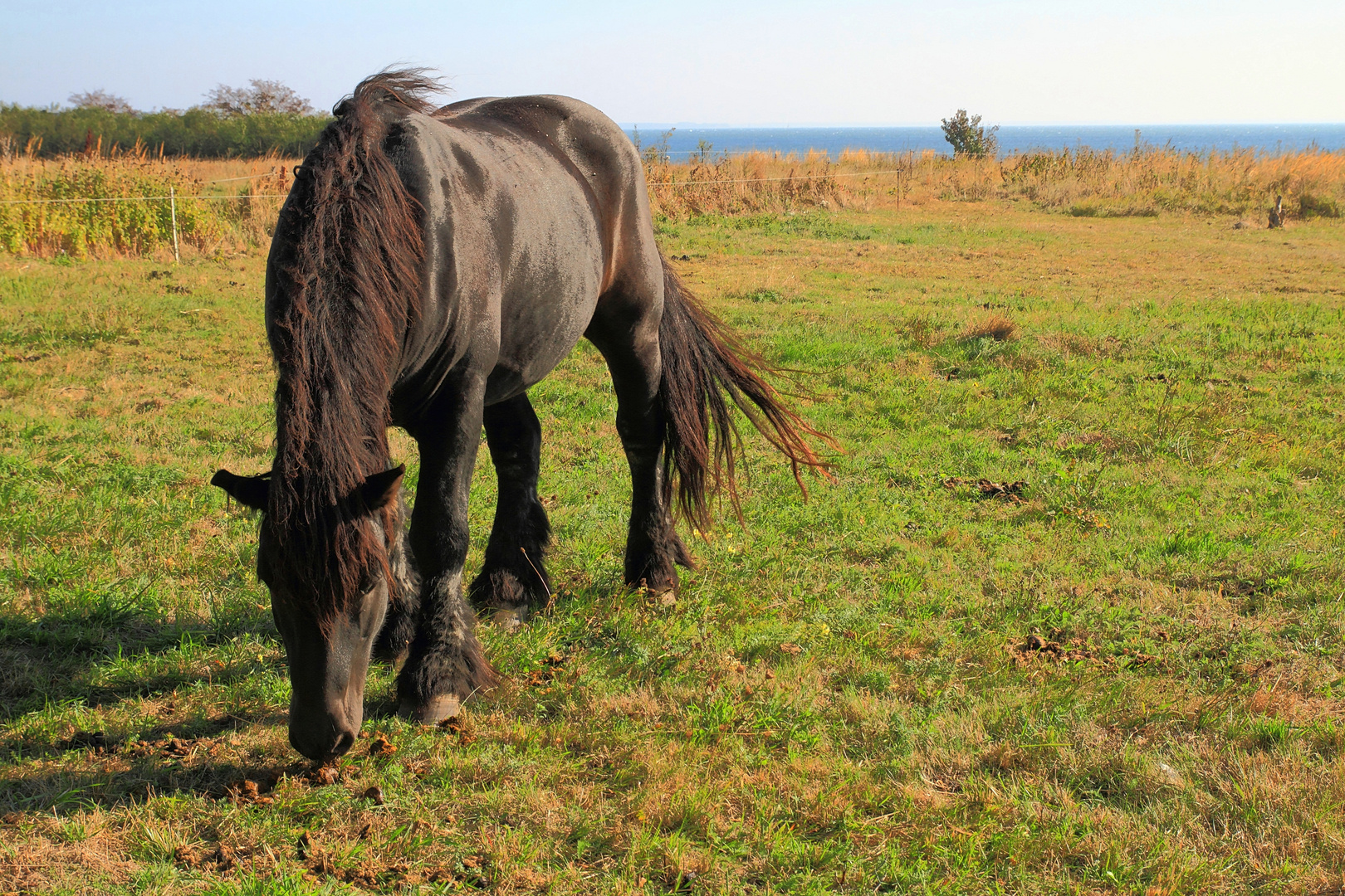 ...Pferd am Meer...