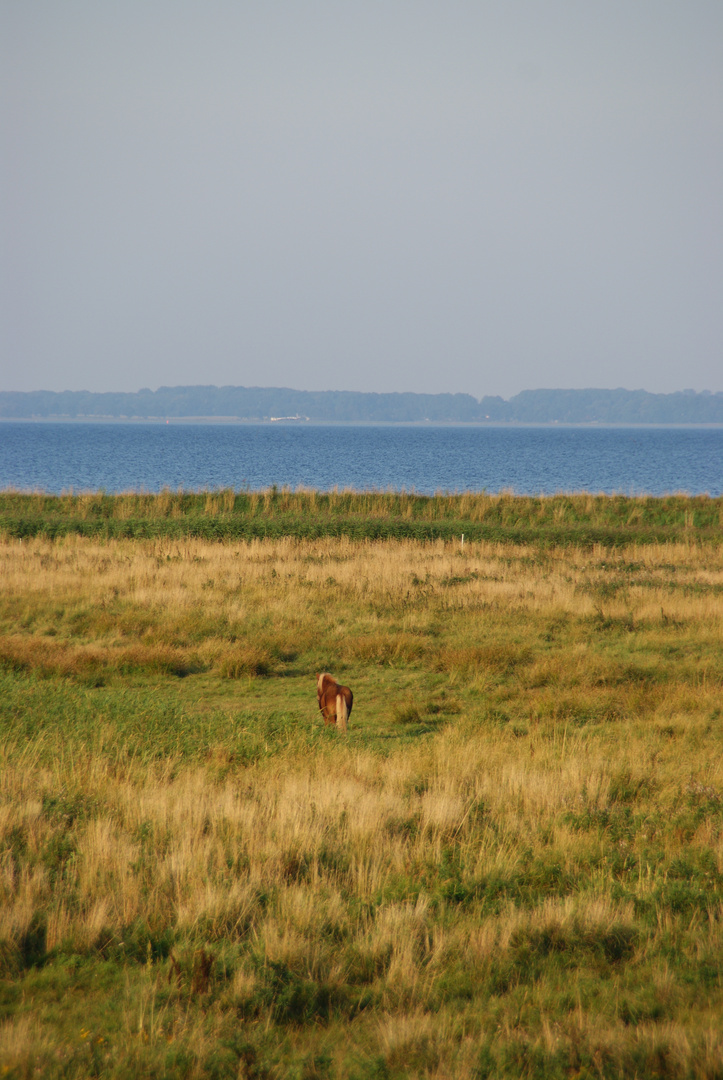 Pferd am Meer