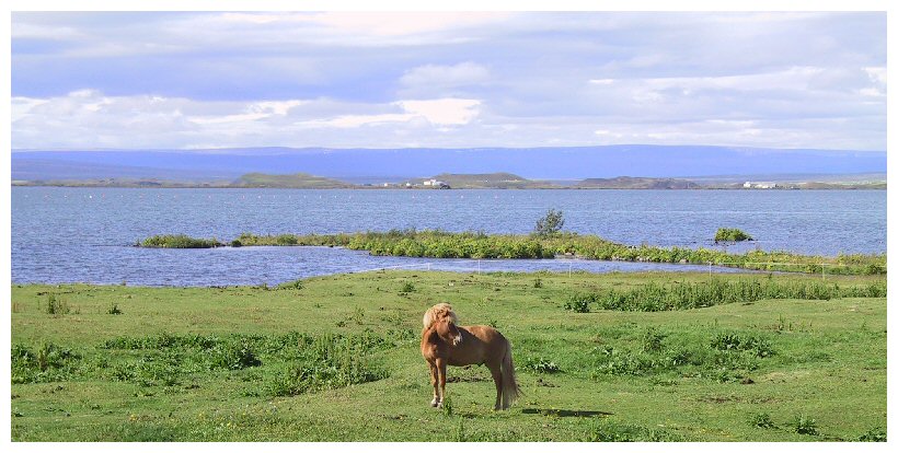 Pferd am Mývatn