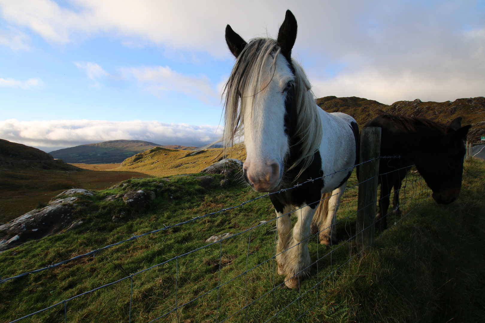 Pferd am Ring of Kerry, Irland