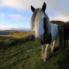 Pferd am Ring of Kerry, Irland