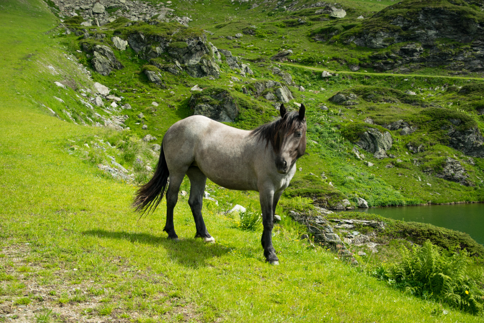 Pferd am See