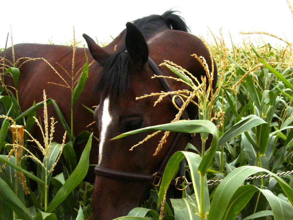 Pferd Astor: "...Thats me!"