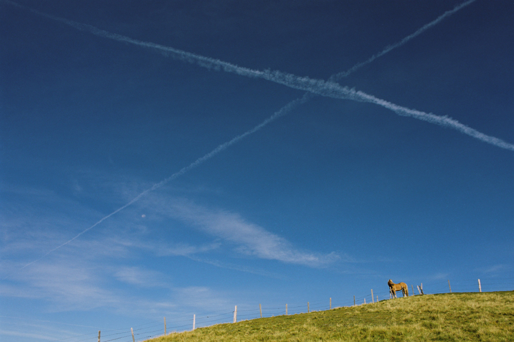 pferd auf berg