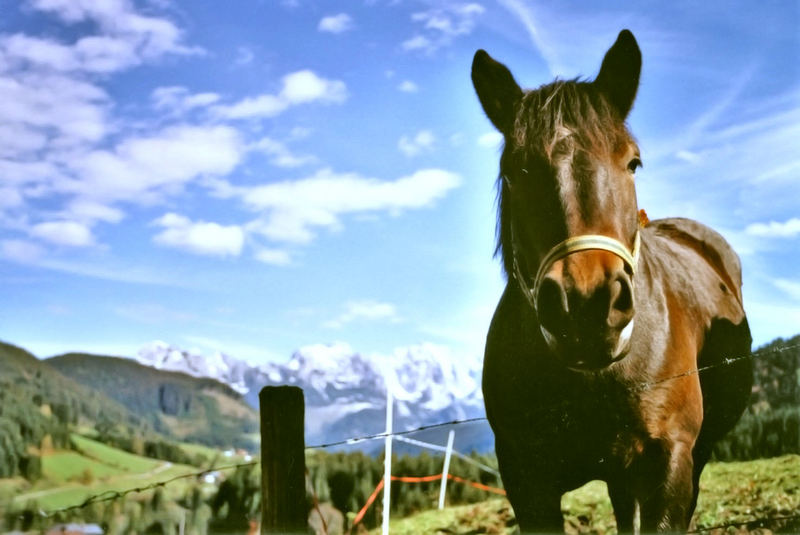 Pferd auf Berg reloaded