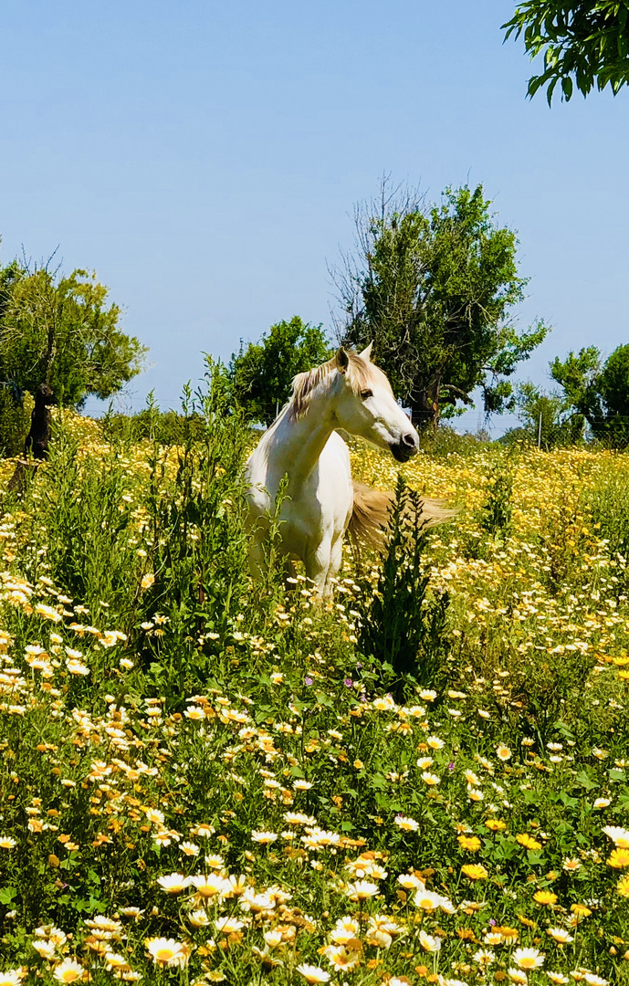 Pferd auf Blumenwiese