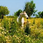 Pferd auf Blumenwiese