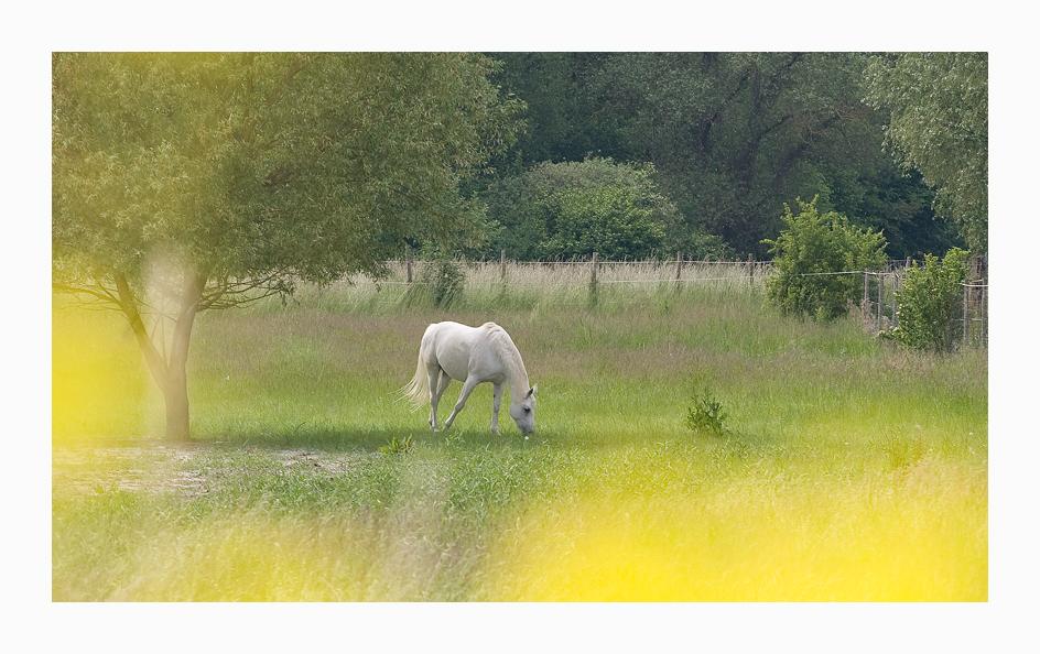 Pferd auf Blumenwiese