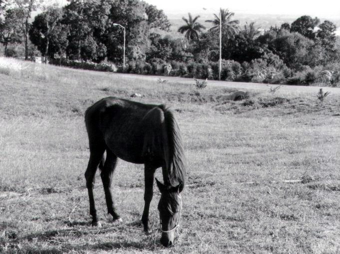 Pferd auf Cuba