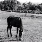 Pferd auf Cuba